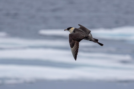 HDS10x23, Day 5, Pomarine Skua © Martin Anstee - Oceanwide Expeditions.jpg