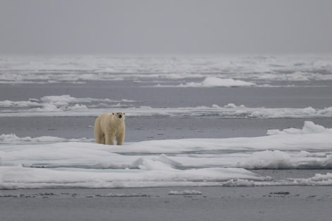 HDS10x23, Day 5, Polar bear on ice © Unknown photographer - Oceanwide Expeditions.jpg