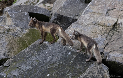 HDS10x23, Day 6, Arctic Fox © Sara Jenner - Oceanwide Expeditions.jpg