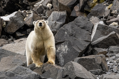 HDS10x23, Day 6, Polar Bear 1 © Sara Jenner - Oceanwide Expeditions.jpg