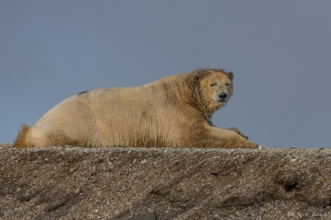 HDS10x23, Day 6, Polar Bear 3 © Sara Jenner - Oceanwide Expeditions.jpg