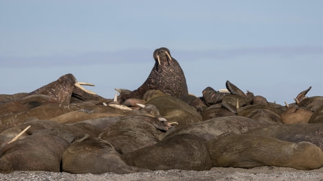 HDS10x23, Day 6, Walrus 1 © Sara Jenner - Oceanwide Expeditions.jpg