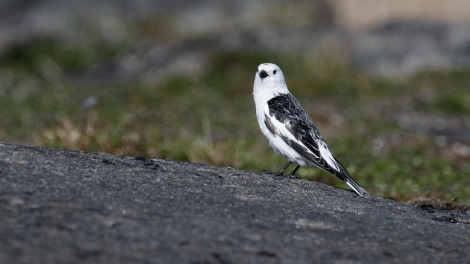 HDS10x23, Day 8, Bird © Unknown photographer - Oceanwide Expeditions.jpg