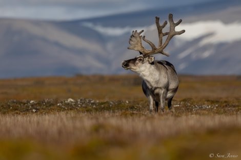 HDS10x23, Day 8, Reindeer 2 © Sara Jenner - Oceanwide Expeditions.jpg