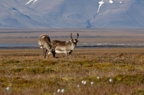 HDS10x23, Day 8, Reindeers 3 © Unknown photographer - Oceanwide Expeditions.jpg