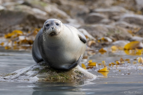 HDS10x23, Day 3, Harbour Seal 1 © Sara Jenner - Oceanwide Expeditions.jpg