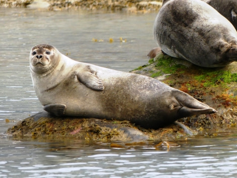 HDS10x23, Day 3, Harbour Seal 3 © Unknown photographer - Oceanwide Expeditions.JPG