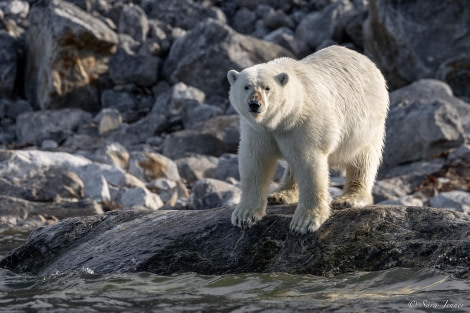 HDS10x23, Day 3, Polar Bear 1 © Sara Jenner - Oceanwide Expeditions.jpg