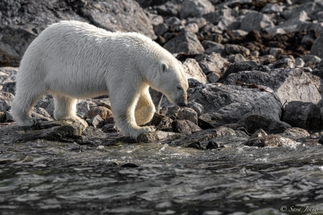 HDS10x23, Day 3, Polar bear 4 © Sara Jenner - Oceanwide Expeditions.jpg