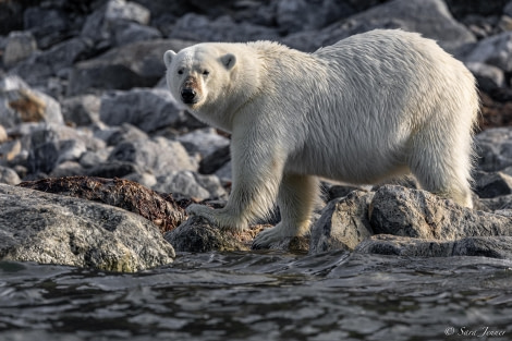 HDS10x23, Day 3, Polar bear 5 © Sara Jenner - Oceanwide Expeditions.jpg