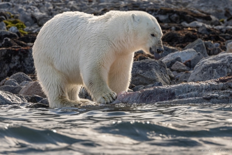 HDS10x23, Day 3, Polar bear 6 © Sara Jenner - Oceanwide Expeditions.jpg