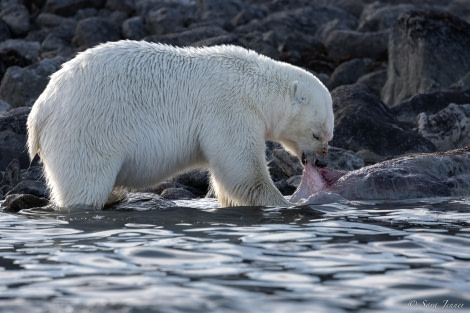 HDS10x23, Day 3, Polar bear eating © Sara Jenner - Oceanwide Expeditions.jpg