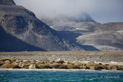 HDS10x23, Day 3, Walruses on shore © Charlotte Taplin - Oceanwide Expeditions.jpg