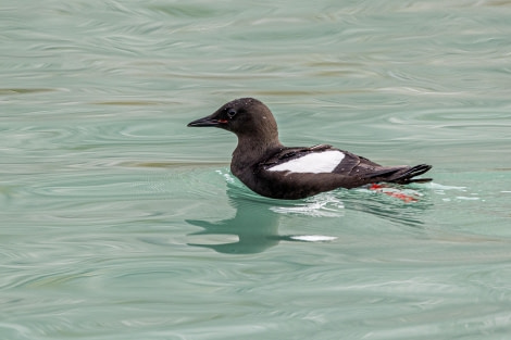 HDS10x23, Day 3, Black Guillemot © Martin Anstee - Oceanwide Expeditions.jpg