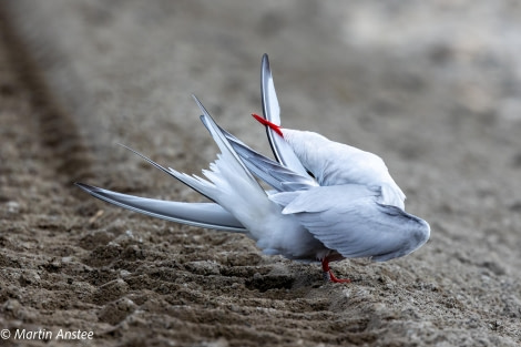 HDS11X23, Day 2, Tern preening © Martin Anstee - Oceanwide Expeditions.jpg