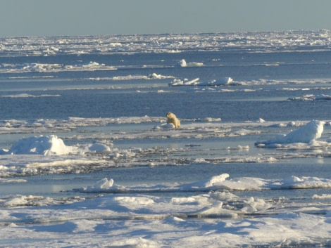 HDS11X23, Day 4, Chunky polar bear © Hazel Pittwood - Oceanwide Expeditions.JPG