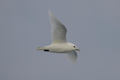 HDS11X23, Day 4, Ivory Gull © Andrew Crowder - Oceanwide Expeditions.jpeg