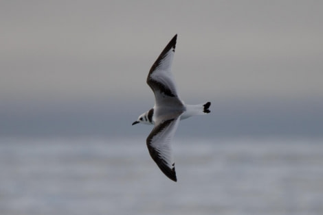 HDS11X23, Day 4, Juvenile Kittiwake © Andrew Crowder - Oceanwide Expeditions.jpeg