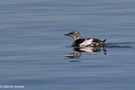 HDS11X23, Day 5, Black Guillemot © Martin Anstee - Oceanwide Expeditions.jpg