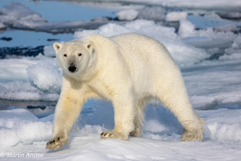 HDS11X23, Day 4, Polar Bear © Martin Anstee - Oceanwide Expeditions.jpg