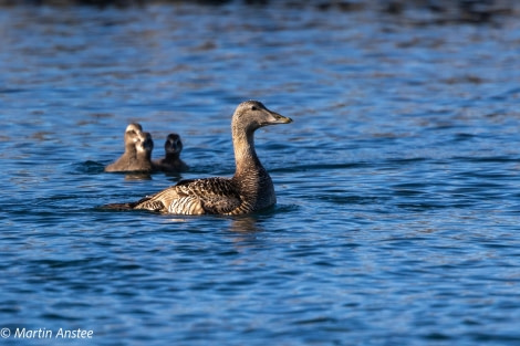 HDS11X23, Day 5, Eider and chicks © Martin Anstee - Oceanwide Expeditions.jpg