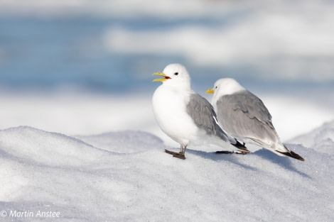 HDS11X23, Day 5, Kittiwake © Martin Anstee - Oceanwide Expeditions.jpg