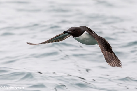 HDS11X23, Day 7, Flying Brunnichs © Martin Anstee - Oceanwide Expeditions.jpg