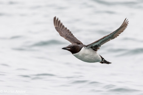 HDS11X23, Day 7, Flying Brunnichs 2 © Martin Anstee - Oceanwide Expeditions.jpg