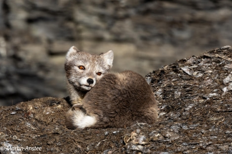 HDS11X23, Day 8, Arctic Fox © Martin Anstee - Oceanwide Expeditions.jpg