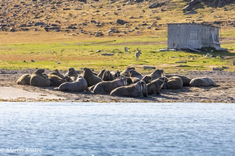 HDS11X23, Day 8, Kapp Lee Walrus © Martin Anstee - Oceanwide Expeditions.jpg