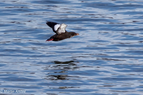 HDS11X23, Day 2, Black Guillemot © Martin Anstee - Oceanwide Expeditions.jpg