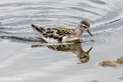 HDS11X23, Day 2, Grey Phalarope 2 © Martin Anstee - Oceanwide Expeditions.jpg