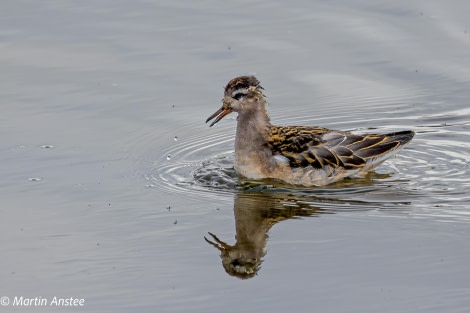 HDS11X23, Day 2, Grey Phalarope 3 © Martin Anstee - Oceanwide Expeditions.jpg