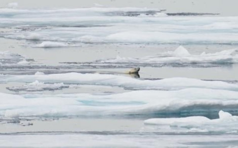 PLA11-23, Day 4, Bear swiming © Unknown photographer - Oceanwide Expeditions.jpg