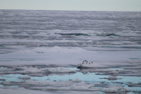 PLA11-23, Day 4, Birds on Ice © Unknown photographer - Oceanwide Expeditions.JPG