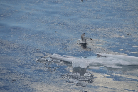 PLA11-23, Day 5, Seagull © Unknown Photographer - Oceanwide Expeditions.JPG