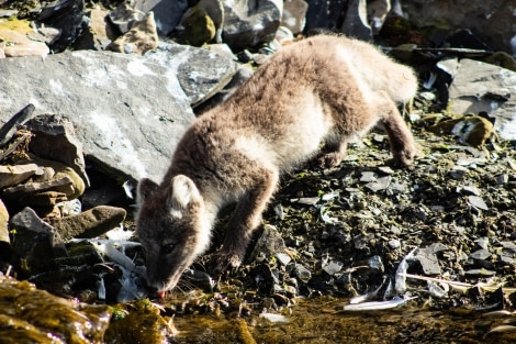 PLA11-23, Day 7, Arctic Fox 2 © Unknown Photographer - Oceanwide Expeditions.jpg