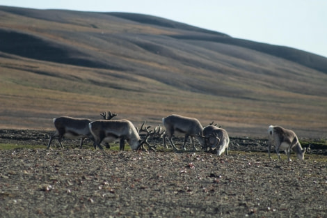 PLA11-23, Day 7, Reindeers © Unknown photographer - Oceanwide Expeditions.jpg