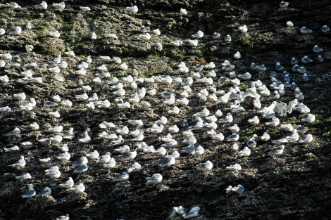 PLA11-23, Day 7, Seagulls 2 © Unknown photographer - Oceanwide Expeditions.jpg