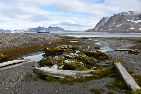 PLA11-23, Day 8, Burgerbukta © Peter & Beryl Comrie - Oceanwide Expeditions.JPG