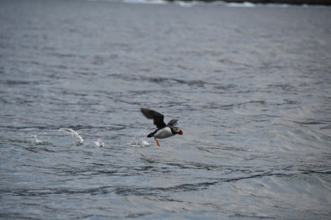 PLA11-23, Day 8, Puffin © Peter & Beryl Comrie - Oceanwide Expeditions.JPG