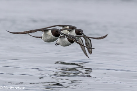 HDSXX23, Day 3, Guillemots flying © Martin Anstee - Oceanwide Expeditions.jpg