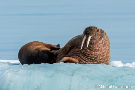 HDSXX23, Day 5, 05717 © Mikhail Barabanov - Oceanwide Expeditions.jpg