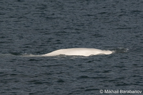 HDSXX23, Day 1, 04163 © Mikhail Barabanov - Oceanwide Expeditions.jpg