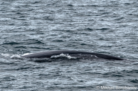 HDSXX23, Day 2, 04167 © Mikhail Barabanov - Oceanwide Expeditions.jpg