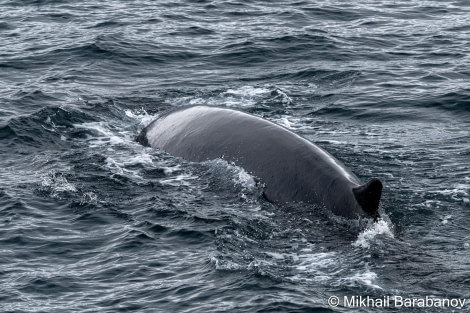 HDSXX23, Day 2, 04174 © Mikhail Barabanov - Oceanwide Expeditions.jpg