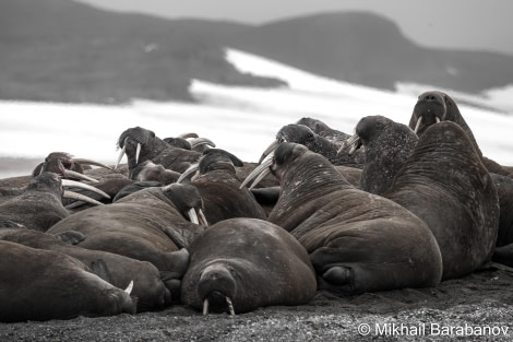 HDSXX23, Day 3, 05058 © Mikhail Barabanov - Oceanwide Expeditions.jpg