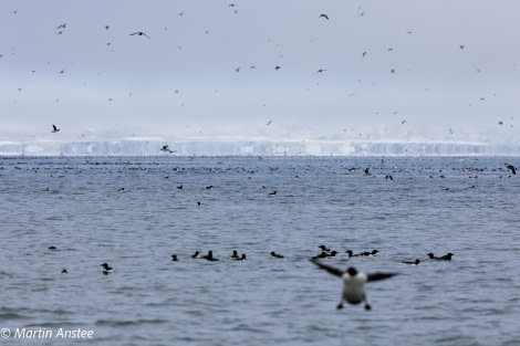 HDSXX23, Day 3, Birds © Martin Anstee - Oceanwide Expeditions.jpg