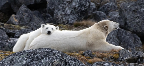 PLA12-23, Day 2, Polar bears © Pierre Gallego - Oceanwide Expeditions.JPG