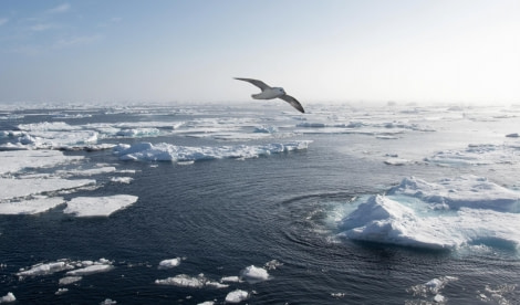 PLA12-23, Day 5, Fulmar above the ice © Ross Wheeler - Oceanwide Expeditions.JPG